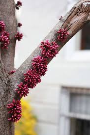 Seedpods hold onto the branches into the fall, adding winter interest. Eastern Redbud How To Plant And Care For A Native Flowering Tree