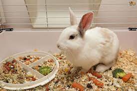Different Ways Of Keeping A House Rabbit Pets4homes