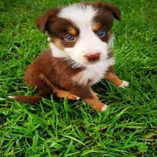 Brown Collie Puppies Ads July Clasf