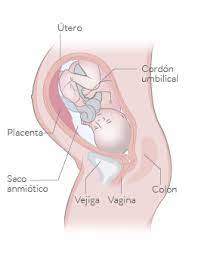 Semana 35 De Embarazo Inatal El Embarazo Semana A Semana