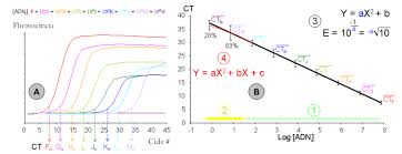 Pcr En Temps Real Viquipedia L Enciclopedia Lliure