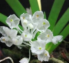 Image result for Podangis dactyloceras