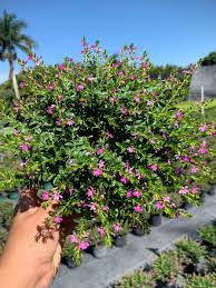 Image result for Cuphea hyssopifolia