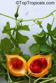 Image result for Momordica balsamina