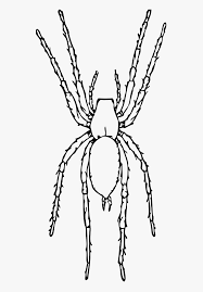 This is a picture of a spider i took today. Brown Spider Black White Line Art 555px Black And White Spider Clip Art Hd Png Download Kindpng