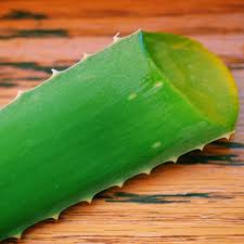 Image result for Aloe barendii
