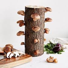 Get your grad the perfect gift for their personality with these unique designs by independent artists. 730 Personality Gifts Ideas Personality Gifts Gifts Bones Funny