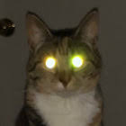 If its mass is doubled, the new rotational kinetic energy will be о а. Omega Severer Dvne