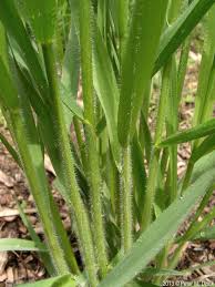 Image result for Bromus  kalmii