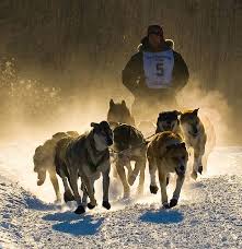 Mush Dog Sledding Musher Iditarod