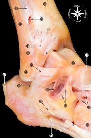 The lateral collateral ligament (lcl) runs on the outer side of your knee. Ankle Ligaments Foot Ankle Orthobullets