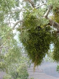 Image result for Viscaceae