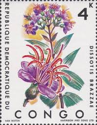 Image result for Dissotis brazzae