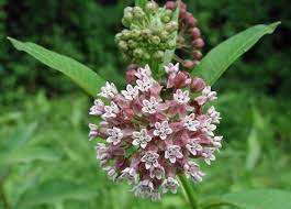 Twelve Native Milkweeds For Monarchs Milkweed Seeds Milkweed Plant Pollinator Garden