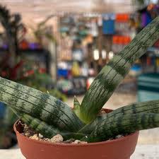 Image result for Sansevieria