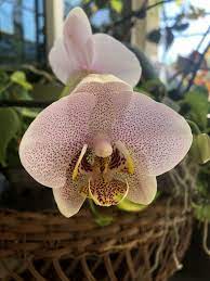 Instantly search and view photos of all homes for sale in ibis, west palm beach, fl now. Home Orchid Care Naples Botanical Garden