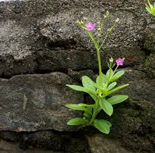 Image result for Talinum fruticosum