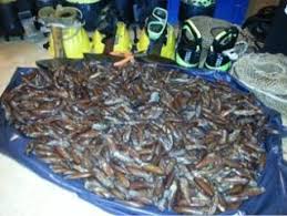 E come reagireste se oggi ve li offrissero. Datteri Di Mare Scoperto Pescatore A Largo Dei Faraglioni Sequestrati 15 Chili Operazione Della Guardia Di Finanza Luomo A Stato Denunciato Il Corrierino