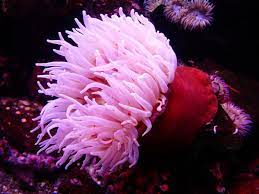 深海のイソギンチャク8選：深い海にいる綺麗な生物！ | Aqua Picks