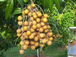 • produce more fruit than lychee trees. Longan Fruit Tree Plant Home Delivery All Bangladesh