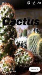 Is it a man or is it a cactus? 16 Secret Instagram Tips Influencers Don T Want You To Know About