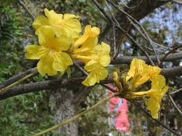 Flowering usually occurs in may in southern arizona. Spring Blooms University Of Arizona Campus Arboretum