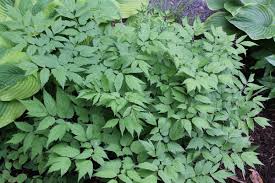 Image result for Acalypha racemosa