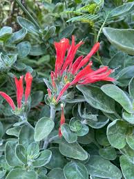 Image result for Dicliptera pumila