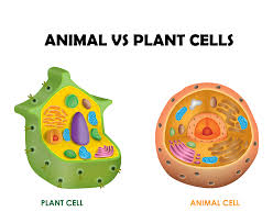 Animal cell structure to its function. Biology Notes For Igcse 2014 2022 2 1 Cell Structure And Organisation