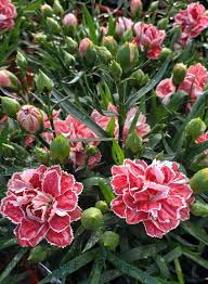 Image result for Dianthus