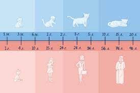 kak opredelit vozrast koshki i kakov on po chelovecheskim merkam stati ooo ukrvet