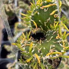 Image result for Austrocylindropuntia