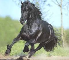 92 11 dierlijke paarden paard. Paarden