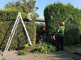 Professional And Reliable Tree Pruning And Hedge Trimming Services Hedgetrimming Fallcleanup Treepruning Garden Services Tree Pruning Landscaping Supplies