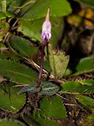 Image result for Hydrostachys polymorpha