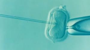 In Vitro Fertilisation Wikipedia