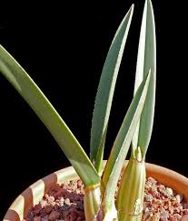 Image result for Eulophia