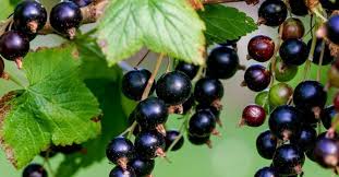 Le Cassis Le Superfruit De L Ete Tout Savoir Sur Les Fruits La Cour D Orgeres