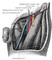 Found to either side of the groin area along the inside of the thigh, the groin muscles all find their origins on the pubic bone. The Anatomy Of Femoral Vascular Access Taming The Sru