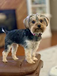 Image result for yorkshire haircut