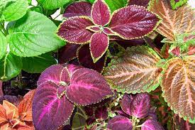Late applications and overdosing may cause slow growth on transplantation. How To Plant And Grow Coleus Gardener S Path