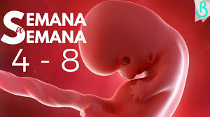 Son diversos los síntomas, los cuales desaparecen en el trascurso de los meses de gestación o luego la duración de un embarazo es de 40 semanas aproximadamente, las cuales se cuentan a partir de la. Semanas 4 8 De Embarazo 2 Meses Semana A Semana Baby Suite By Pau Youtube