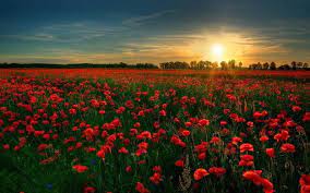 We did not find results for: 16 Absolutely Stunning Places To See In Your Lifetime Field Wallpaper Beautiful Flowers Wallpapers Beautiful Flowers Garden