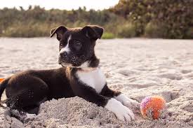 #365212 black and white a lot of energy 2 months and a half. Hd Wallpaper Black And White American Pit Bull Terrier Puppy Laying Down On Gray Sand With Orange Ball Wallpaper Flare