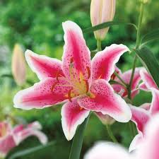 It's easy to imbue any tabletop with garden charm with this understated lily arrangement. 1 Pack Stargazer Oriental Lily Bulbs L2564 In The Plant Bulbs Department At Lowes Com