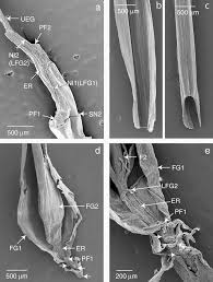 Image result for Asterochaete angustissima