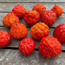 Image result for Eugenia verdcourtii