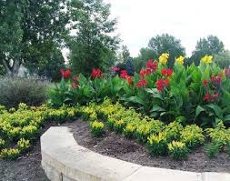 Picture Perfect Peppers And Canna Lilies Canna Lily Garden Canna Lily Plants