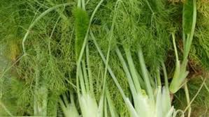 It is also referred to as a licorice mint, and its botanical name is agastache foeniculum. it is a perennial kind of crop that can be grown from divisions of the creeping root, seeds, or small plants. Herbs With Anise Fennel And Licorice Like Flavors Finegardening