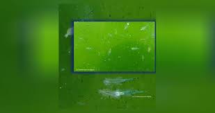 See more of plankton on facebook. Zucht Von Artemia Salina